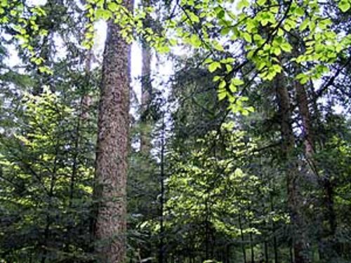 Stabiler Mischwald: Ein Ziel des Naturnahen Waldbaus