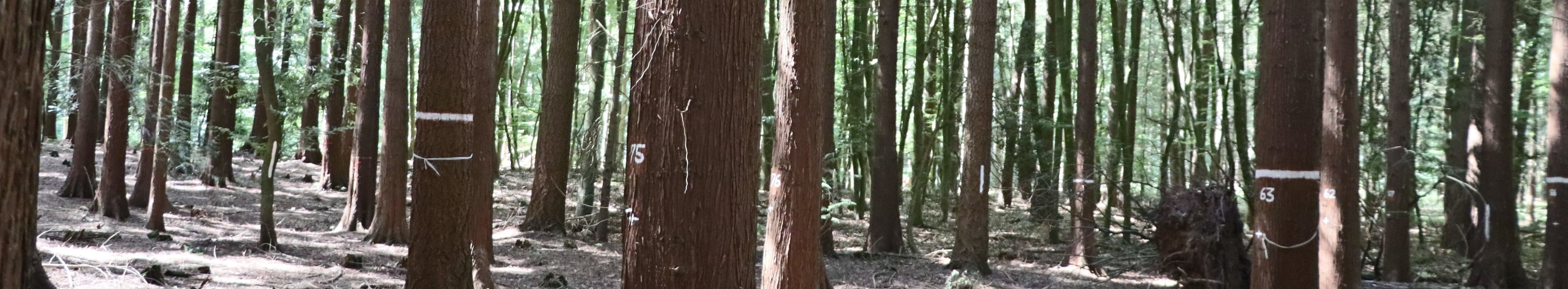 Wald aus großen Nadelbäumen