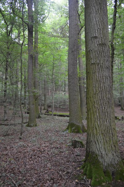 Mächtige Alteichen und ein Unterstand aus Hainbuche