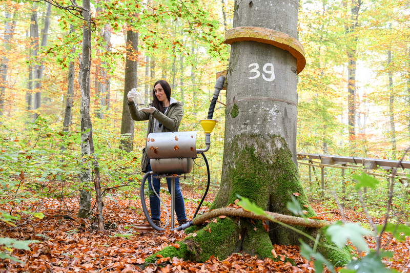 Frau bei Messungen an einer Waldklimastation. Sie entnimmt eine Probe an einem mit Messgeräten und Schläuchen ausgestatteten Baum in einem Buchenwald.