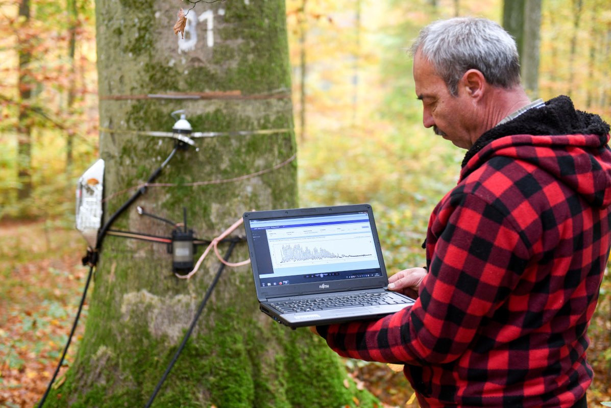 Eine Buche mit Umfangmessbändern und Saftflusssensoren, die den Wasserfluß und die physiologische Aktivität eines Baumes kontinuierlich erfassen. Dies wird gerade von einem Mitarbeiter der LWF kontrolliert.