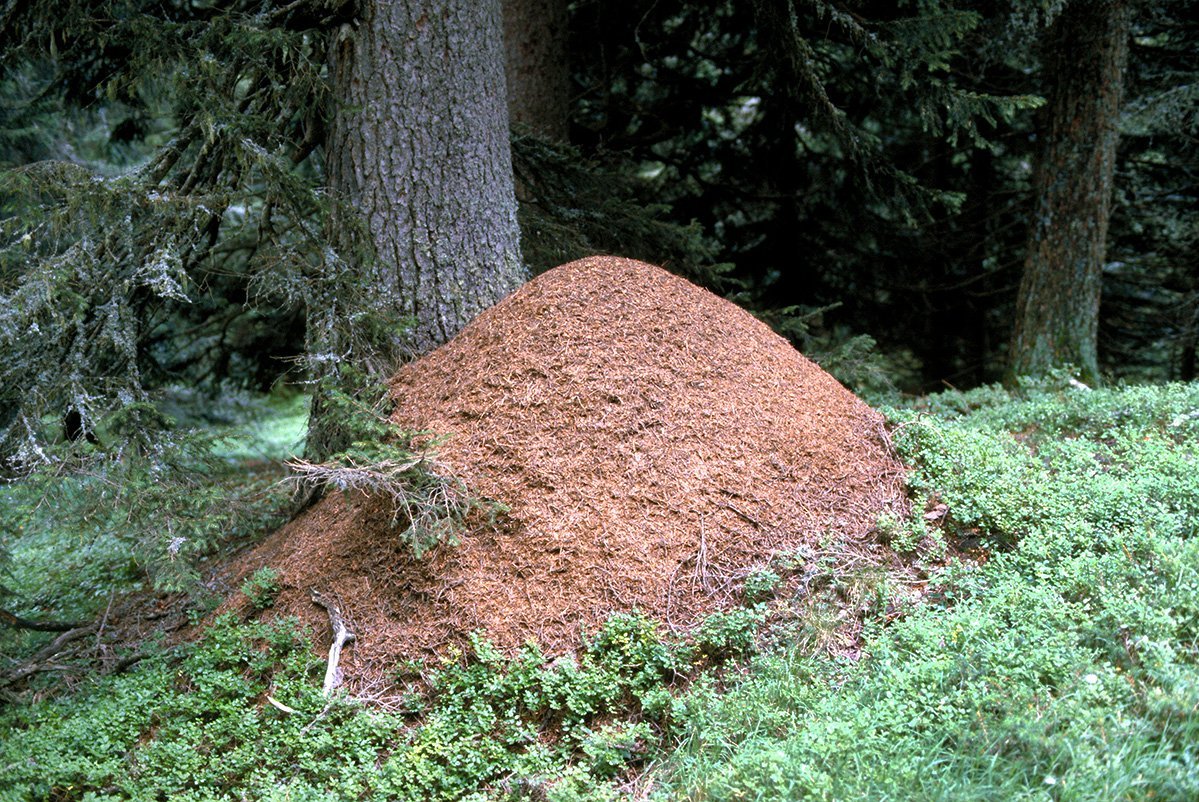 Premier recensement de fourmis des bois en Suisse