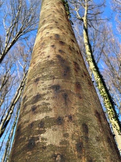 Abb. 9: Intensiver Befall durch Buchenborkenkäfer in der Unteren Forstbehörde Emmendingen auf unteren Lagen in der Vorbergzone