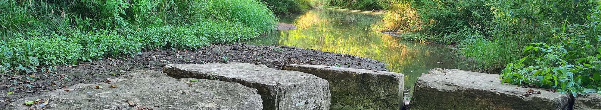 Schlitzdrossel im Naturpark Südschwarzwald 