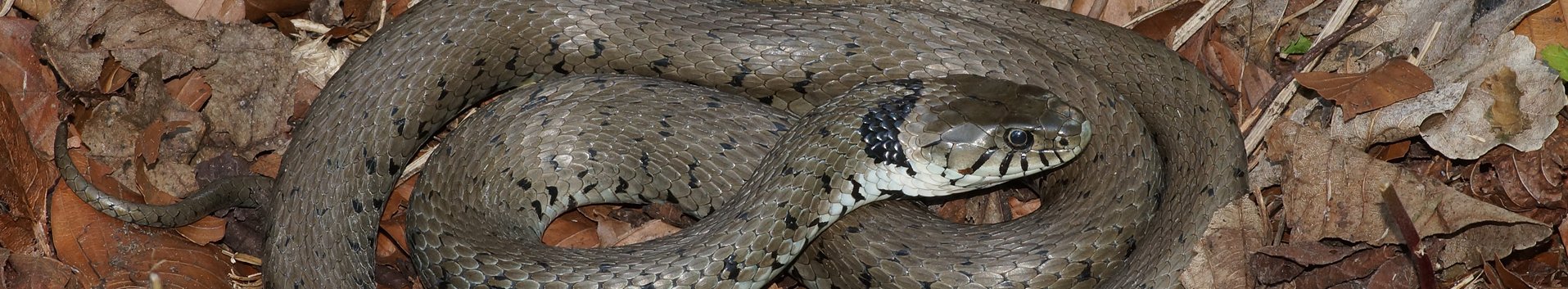 Les reptiles en forêt