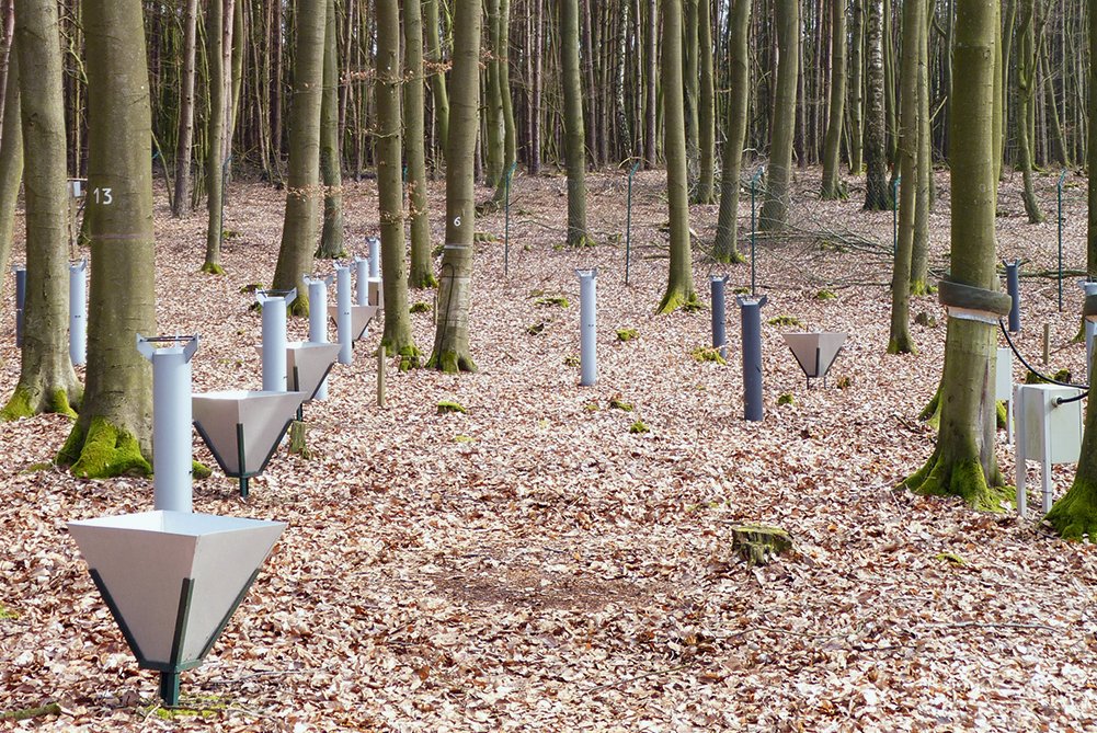 Wald mit trichterförmigen Sammelbehältern am Boden