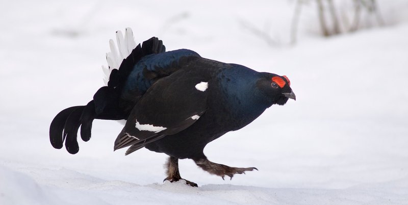 Dark colored chicken-like bird with red eye ridges in the snow