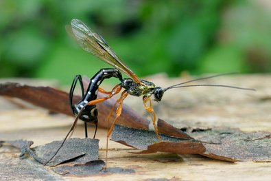 weitestgehend schwarze Wespe mit langem Hinterleib
