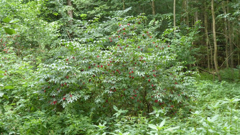 shrub with red berries