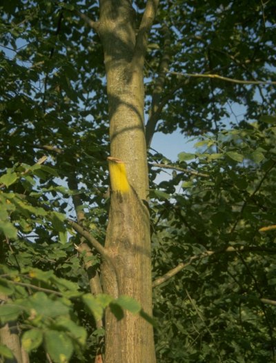 A branch stump on an otherwise vigorous deciduous tree.