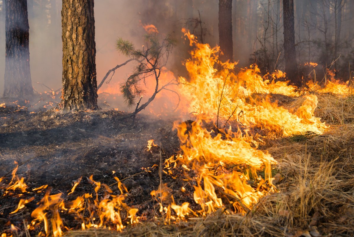 Flammen eines Bodenfeuers im Wald