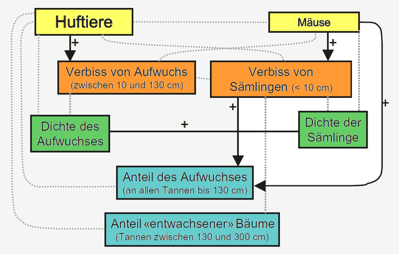 Die Beziehungen zwischen der Häufigkeit der wilden Huftiere und der Mäuse, den Verbissintensitäten und den Häufigkeiten junger Tannen in verschiedenen Grössenklassen