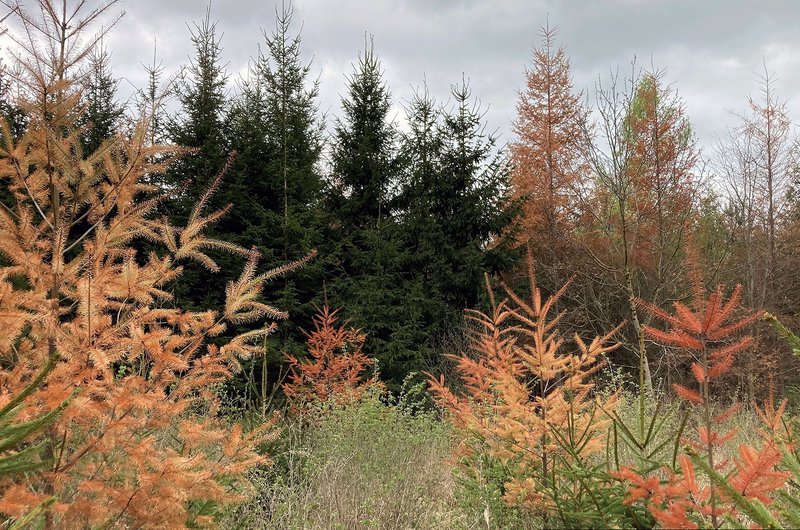 Abb. 6: Physiologische Nadelröte durch Frosttrocknis an Douglasien (Foto: FVA BW/Grüner, Engen).
