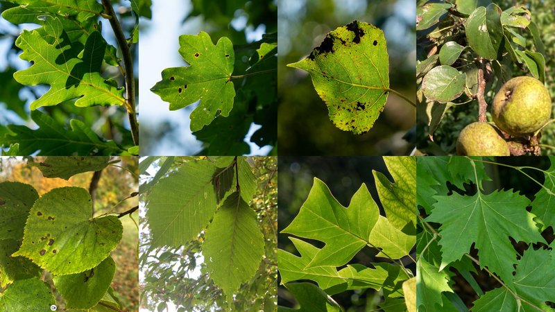 Collage mehrere Baumarten