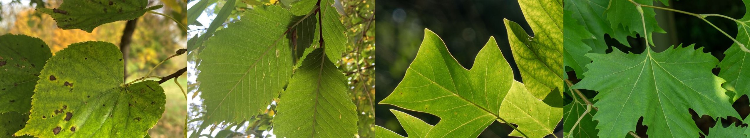 Collage verschiedener Baumarten