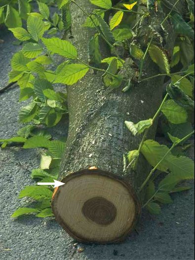 Black ring in the trunk cross-section