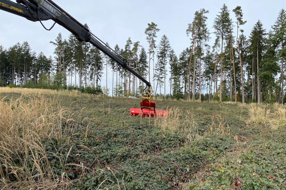 Platz für die nächste Waldgeneration schaffen 1 Platz für die nächste Waldgeneration schaffen