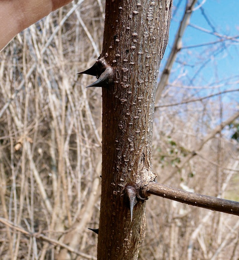 spini della robinia