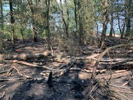 Brandfläche mit hohem Anteil an stehendem und liegendem Totholz – ein Hinweis auf die dort höhere Brandintensität.