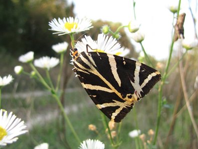 ein bunter Schmetterling