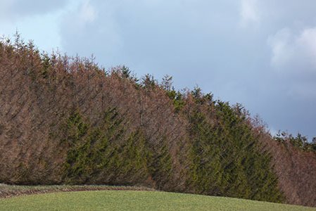 Fichten mit rot verfärbten Kronen