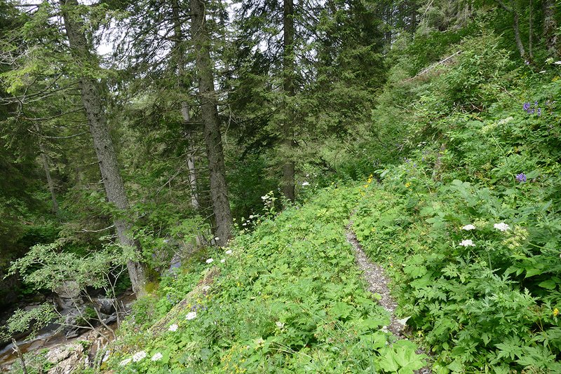 Feuchter Bergwald