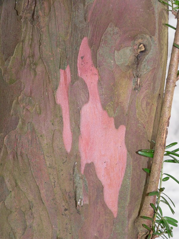 bark of the yew tree