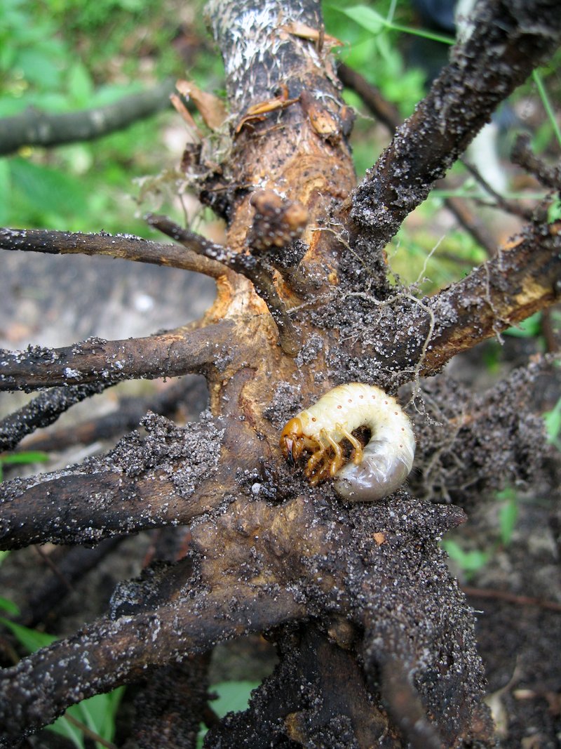 Abb. 13: Waldmaikäfer-Engerling auf durch Fraß geschädigter Wurzel (Foto: FVA BW/Delb, nördliche Oberrheinebene).