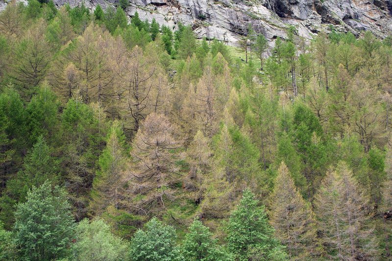 Lärchen mit Frassschäden durch den Orangegelben Breitflügelspanner. 