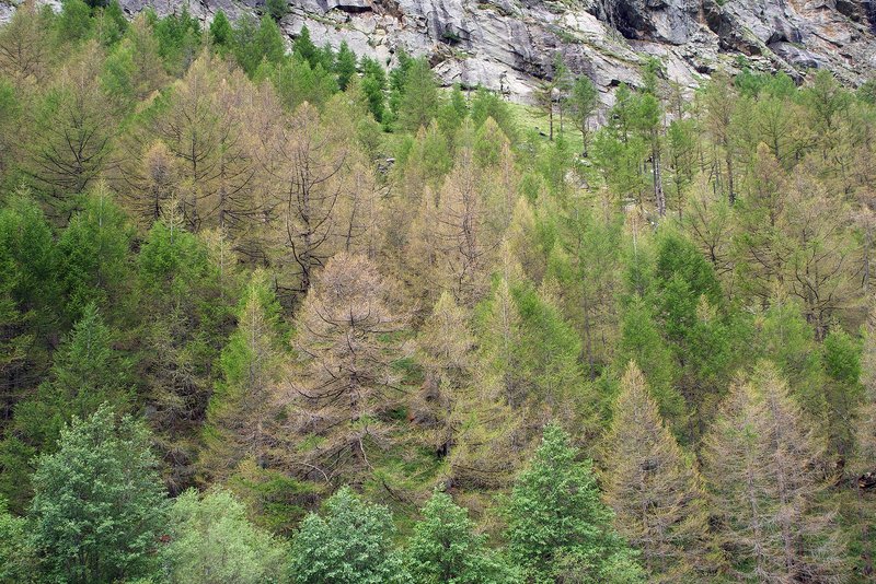 Mélèzes infestés par l’hibernie orangée