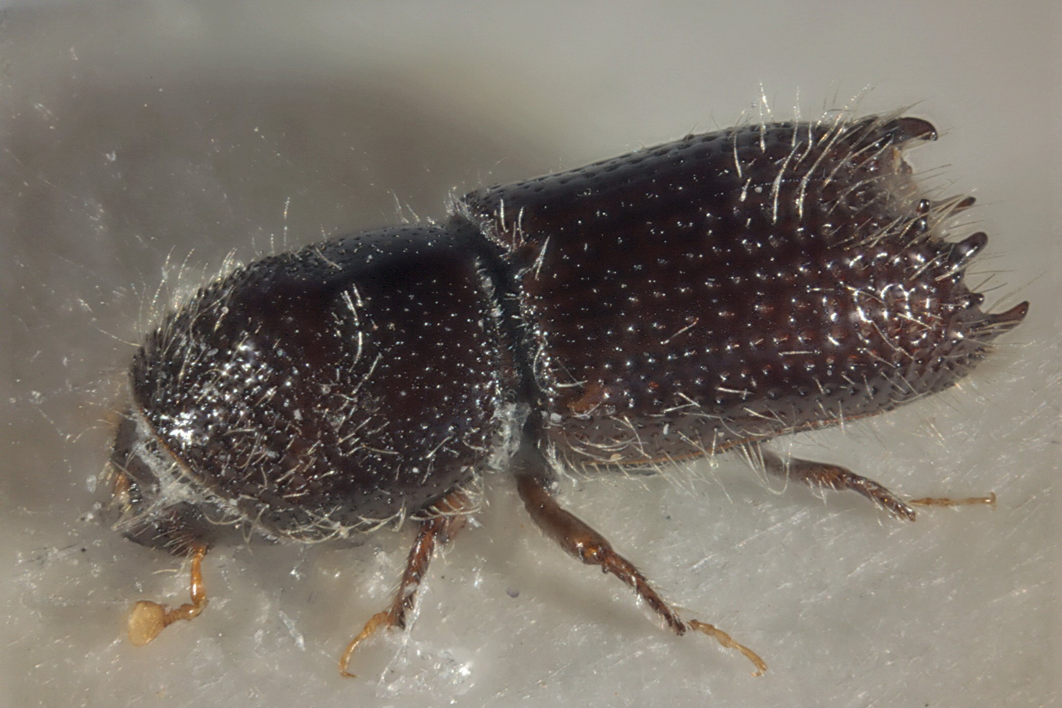 Der Krummzähnige Weisstannenborkenkäfer im Klimawandel 1 Der Krummzähnige Weisstannenborkenkäfer im Klimawandel