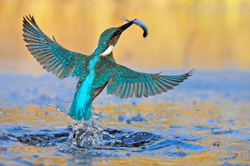 Dazzling little bird takes off with a caught fish