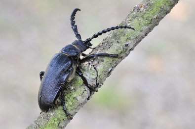 großer brauner Käfer