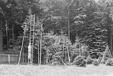 Astungsversuche an Fichten
