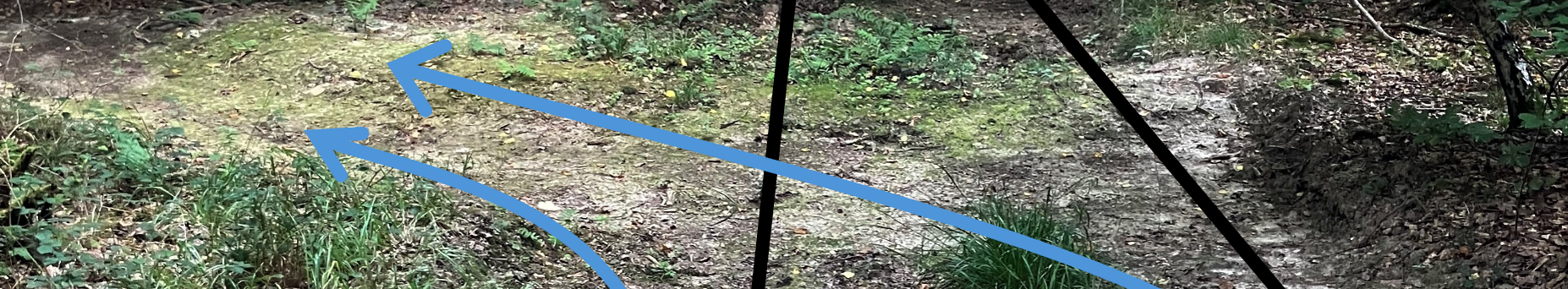 Querabschläge leiten das in den Spurgleisen einer Rückegasse abfließende Wasser seitlich in den angrenzenden Waldbestand.