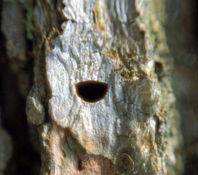 shaped bore hole two spotted oak borer