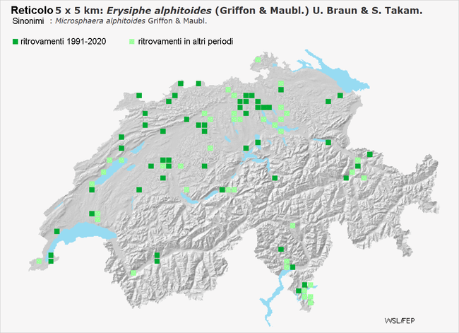 Distribuzione dell’oidio Erysiphe alphitoides in Svizzera