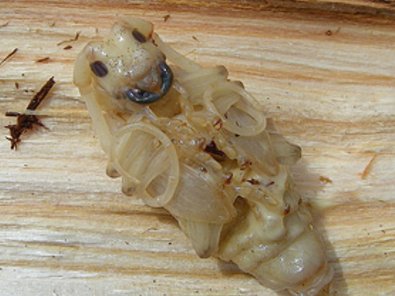 Pupa of the Asian longhorned beetle