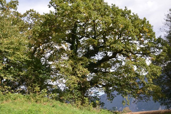 Promouvoir le chêne pédonculé dans la vallée du Rhône