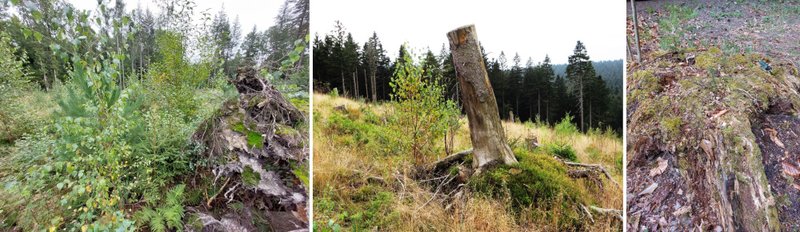 Strukturelemente, wie z. B. umgeklappter Wurzelteller, Hochstubben und verrottetes Totholz, sind geeignete Keimstandorte für Pionierbaumarten auf Störungsflächen