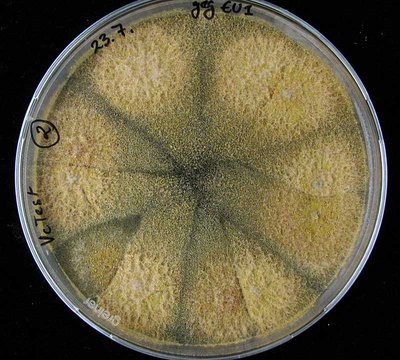 Bestimmung der vegetativen Kompatibilität (vc) an C. parasitica-Mycelien in einer Petrischale.