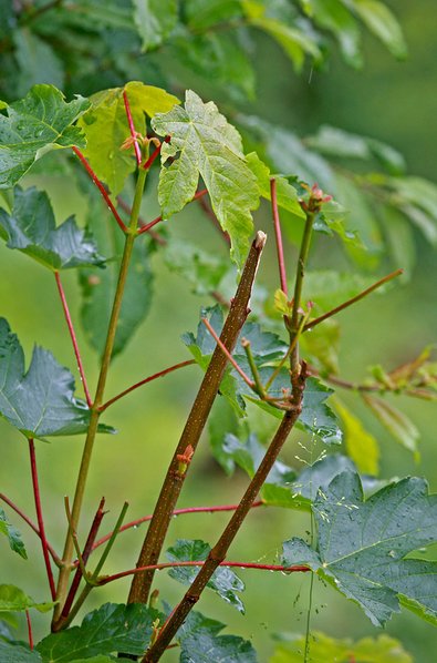 Verbiss an Bergahorn