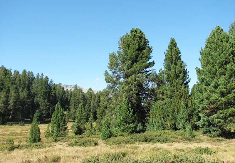 Swiss stone pines in the Stazerforest near St. Moritz