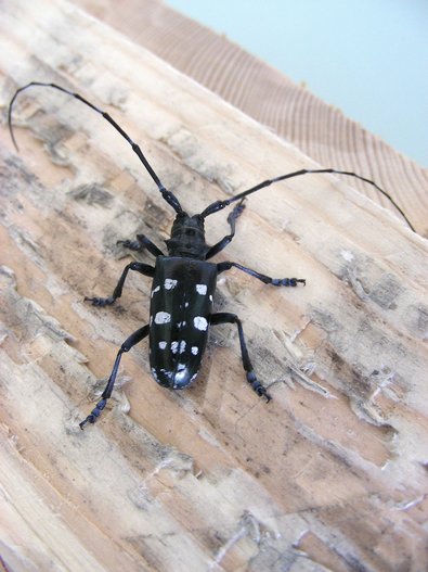 Asiatischer Laubholzbockkäfer auf Palettenholz