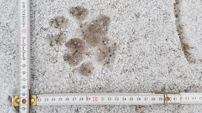 Wolfspuren im Schnee