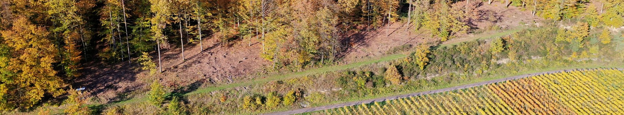Waldrandfläche im Landkreis Heilbronn unmittelbar nach dem Eingriff für die Erstanlage.