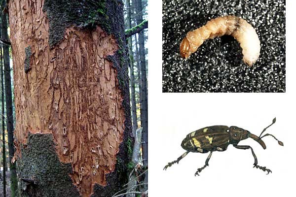 Behandlung durch Tannenrsselkfer und -stammluse geschdigter  Tannenbestnde - waldwissen.net