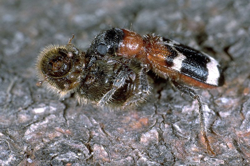 Checkered-beetle