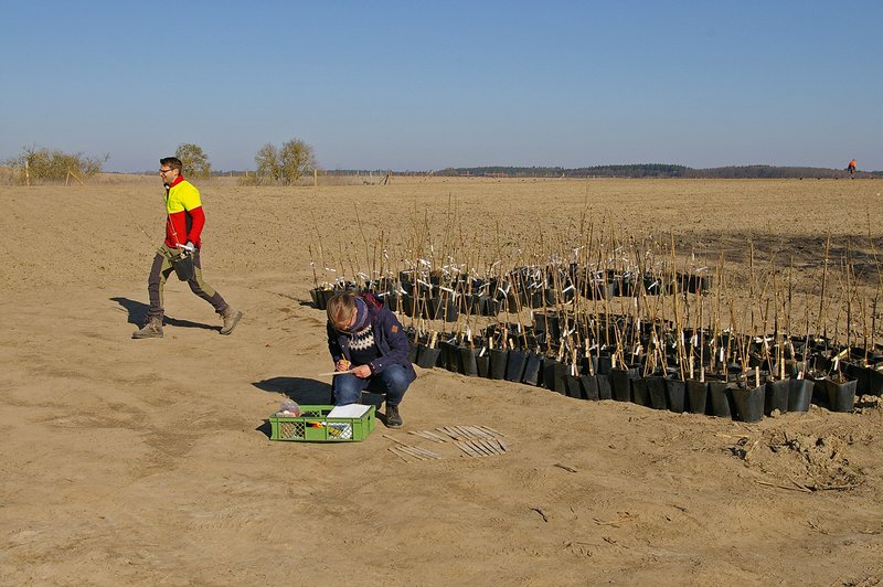 Pfropflinge als Topfpflanzen auf einer Pflanzfläche