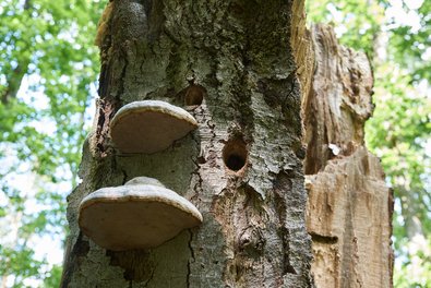 Baum mit Pilzkonsolen